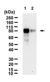 Anti-NFATc1 Antibody, clone 1O16 ZooMAb® Rabbit Monoclonal recombinant, expressed in HEK 293 cells