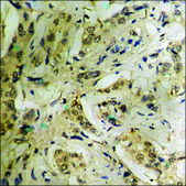 Anti-phospho-BLNK (pTyr96) antibody produced in rabbit affinity isolated antibody