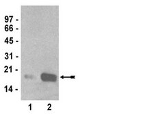 Anti-mono/di/trimethyl-Histone H3 (Lys4) Antibody, clone AW304, rabbit monoclonal culture supernatant, clone AW304, Upstate&#174;