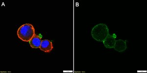Anti-Syntaxin 4 Antibody, clone 1B9 ZooMAb&#174; Rabbit Monoclonal recombinant, expressed in HEK 293 cells