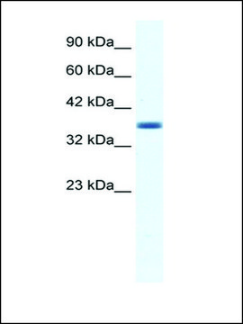 Anti-ANXA3 (AB2) antibody produced in rabbit IgG fraction of antiserum