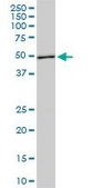 Monoclonal Anti-ASB10 antibody produced in mouse clone 1F3, purified immunoglobulin, buffered aqueous solution