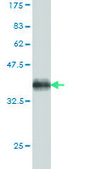 Monoclonal Anti-SLC9A1 antibody produced in mouse clone 2F5, purified immunoglobulin, buffered aqueous solution