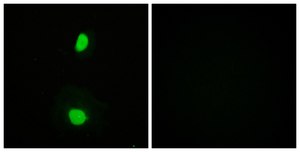 Anti-TIP60 antibody produced in rabbit affinity isolated antibody