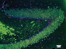 Anti-NeuN Antibody, clone A60, biotin conjugated clone A60, Chemicon&#174;, from mouse