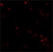 Anti-SAE2 antibody produced in rabbit affinity isolated antibody, buffered aqueous solution