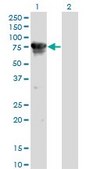 Monoclonal Anti-CAMKK2 antibody produced in mouse clone 1A11, purified immunoglobulin, buffered aqueous solution