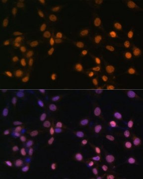 Anti-c-Jun antibody produced in rabbit