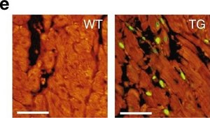 Monoclonal Anti-Actin (α-Sarcomeric) antibody produced in mouse clone 5C5, ascites fluid