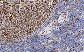 Anti-MYB Antibody, clone 1E12 ZooMAb&#174; Rabbit Monoclonal recombinant, expressed in HEK 293 cells