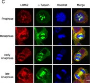 Anti-&#945;-Tubulin&#8722;FITC antibody, Mouse monoclonal clone DM1A, purified from hybridoma cell culture