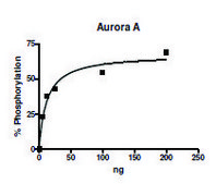 Aurora Kinase A active human recombinant, expressed in baculovirus infected Sf9 cells, &#8805;90% (SDS-PAGE)