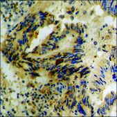 Anti-phospho-Arrestin 1 (pSer412) antibody produced in rabbit affinity isolated antibody