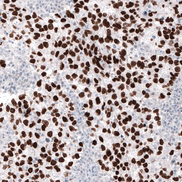 Monoclonal Anti-NANOG antibody produced in mouse Prestige Antibodies® Powered by Atlas Antibodies, clone CL5803, purified immunoglobulin, buffered aqueous glycerol solution