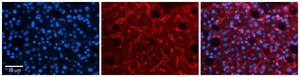 Anti-LBP antibody produced in rabbit affinity isolated antibody