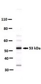Anti-c-Fos Antibody from rabbit, purified by affinity chromatography