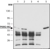 Anti-PKM2 (isoform M2) antibody produced in rabbit ~1.5&#160;mg/mL, affinity isolated antibody