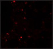 Anti-ZSCAN4 antibody produced in rabbit affinity isolated antibody, buffered aqueous solution