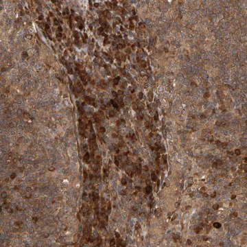 Anti-ZFAND1 antibody produced in rabbit Prestige Antibodies&#174; Powered by Atlas Antibodies, affinity isolated antibody, buffered aqueous glycerol solution