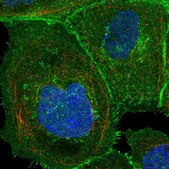 Anti-SLC1A5 antibody produced in rabbit Prestige Antibodies&#174; Powered by Atlas Antibodies, affinity isolated antibody, buffered aqueous glycerol solution