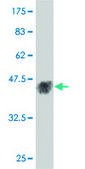 Monoclonal Anti-MAPK12 antibody produced in mouse clone 1G3, purified immunoglobulin, buffered aqueous solution