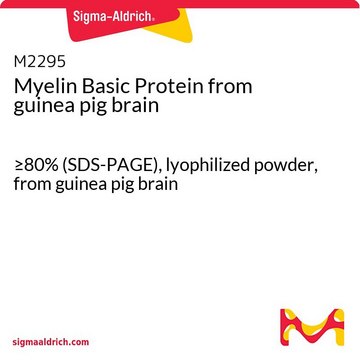 Myelin Basic Protein from guinea pig brain &#8805;80% (SDS-PAGE), lyophilized powder, from guinea pig brain