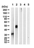 Anti-IgG1 Fc &#947; chain Antibody, clone 1B17 ZooMAb&#174; Rabbit Monoclonal recombinant, expressed in HEK 293 cells