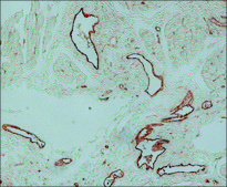 Anti-von Willebrand Factor antibody produced in rabbit IgG fraction of antiserum, buffered aqueous solution