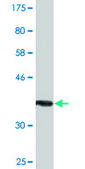 Monoclonal Anti-NUAK2 antibody produced in mouse clone 2F9, purified immunoglobulin, buffered aqueous solution