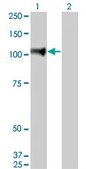 Monoclonal Anti-NELL1 antibody produced in mouse clone 6A8, purified immunoglobulin, buffered aqueous solution