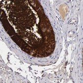 Anti-CLU antibody produced in rabbit Prestige Antibodies&#174; Powered by Atlas Antibodies, affinity isolated antibody, buffered aqueous glycerol solution