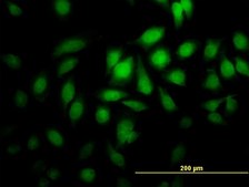 Monoclonal Anti-PGGT1B antibody produced in mouse clone 5E4, purified immunoglobulin, buffered aqueous solution