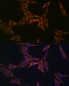 Anti-BMP6 Antibody, clone 6N5S9, Rabbit Monoclonal
