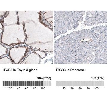 Monoclonal Anti-ITGB3 antibody produced in mouse Prestige Antibodies&#174; Powered by Atlas Antibodies, clone CL7319, purified immunoglobulin, buffered aqueous glycerol solution