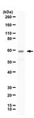 Anti-NR4A3 from rabbit, purified by affinity chromatography