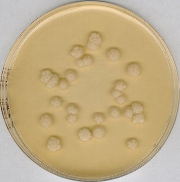 Sabouraud Dextrose Agar GranuCult&#174; plus, with Dextrose 4&#160;%, Chloramphenicol, EP, USP, JP, granular, pkg of 500&#160;g