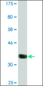 Monoclonal Anti-CABIN1, (N-terminal) antibody produced in mouse clone 2G2, ascites fluid