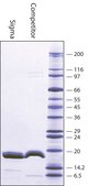 Calmodulin from bovine testes BioUltra, &#8805;98% (SDS-PAGE), lyophilized powder, essentially salt free