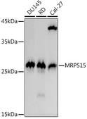 Anti-MRPS15 Antibody, clone 8Q8T5, Rabbit Monoclonal