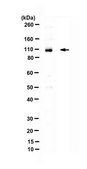 Anti-PGC-1 alpha from rabbit, purified by affinity chromatography