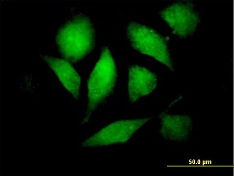 Anti-RAF1 antibody produced in mouse purified immunoglobulin, buffered aqueous solution