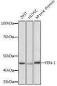 Anti-FEN-1 antibody produced in rabbit