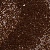 Anti-PTPN6 antibody produced in rabbit Prestige Antibodies&#174; Powered by Atlas Antibodies, affinity isolated antibody, buffered aqueous glycerol solution