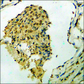 Anti-phospho-MEK2 (pThr394) antibody produced in rabbit affinity isolated antibody