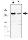 Monoclonal Anti-TET1 antibody produced in mouse clone GT1462, affinity isolated antibody, buffered aqueous solution