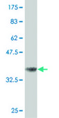 Monoclonal Anti-CDC25B antibody produced in mouse clone 7E8, purified immunoglobulin, buffered aqueous solution