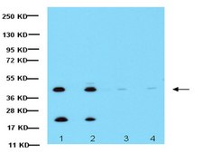 Anti-Connexin 43 Antibody, CT, cytosolic Chemicon&#174;, from rabbit
