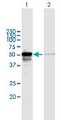 Anti-PEX14 antibody produced in mouse purified immunoglobulin, buffered aqueous solution