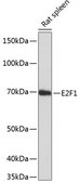 Anti-E2F1 Antibody, clone 5Z5U3, Rabbit Monoclonal