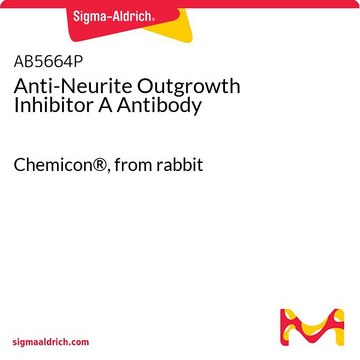 Anti-Neurite Outgrowth Inhibitor A Antibody Chemicon&#174;, from rabbit